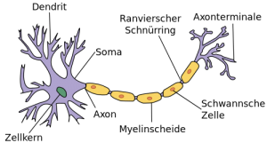 Aufbau einer Nervenzelle. © Quasar Jarosz. CC BY-SA 3.0.