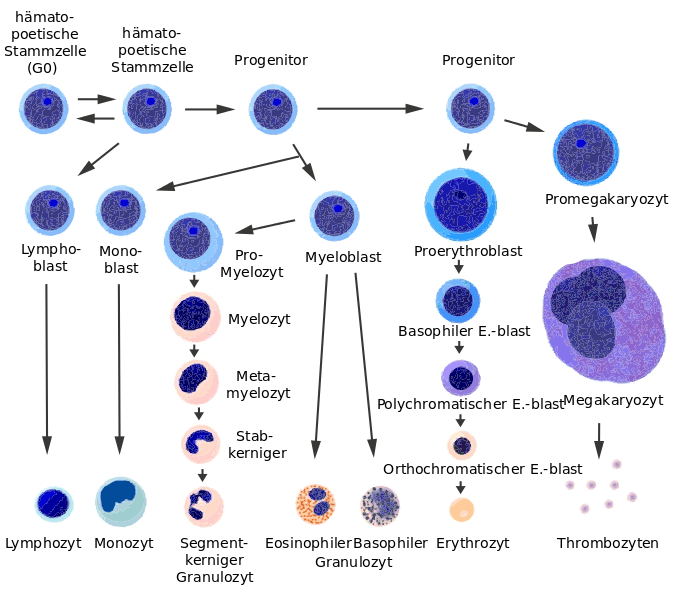 Schema zur Differenzierung hämatopoetischer Zellen. © パタゴニア. CC BY-SA 3.0.