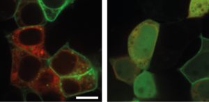 Der toll-ähnliche Rezeptor 2 liegt normalerweise an der Zellmembran (grüne Strukturen im linken Bild). Allerdings kann ein KSHV Protein die Lage beeinflussen wie im rechten Bild zu erkennen ist. Die rote Struktur zeigt das endoplasmatische Retikulum.  © HZI.