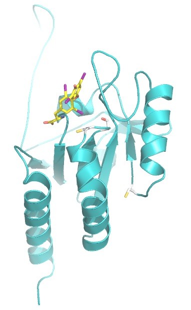 Das Enzym Dejodase (grün) und das Hormon Thyroxin (gelb) mit seinen vier Jod-Atomen (violett), wovon eines im Verlauf der Reaktion spezifisch entfernt wird. Die drei farbig markierten Aminosäuren sind am katalytischen Mechanismus des Enzyms beteiligt. © Clemens Steegborn/Universität Bayreuth