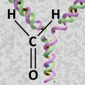  Formaldehyd (COH2), das in Zellen entsteht oder aus der Umwelt stammt, kann DNA und Proteine vernetzen. Das neu entdeckte Reparaturenzym Wss1 kann den Proteinanteil von DNA-Protein-Vernetzungen zerlegen. Zellen sind dadurch in der Lage, die Replikation erfolgreich zu beenden. © MPI für Biochemie/ S. Jentsch 