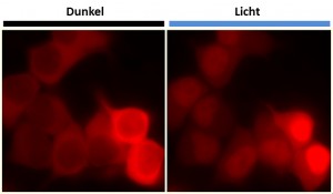 LINuS vermittelt die Licht-gesteuerte Wanderung des rot gefärbten Proteins in den Zellkern einer menschlichen Nierenzelle. © dkfz.de