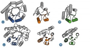  Auf den ersten Blick erscheinen Proteine mit Fass- (links) und Sndwich-artiger Faltung (rechts) völlig unterschiedlich. Analysen der Aminosäure-Sequenz sowie eine neu identifizierte Zwischenform (Mitte) lassen jedoch Ähnlichkeiten erkennen, die auf einen gemeinsamen evolutionären Ursprung hindeuten. © MPI f. Entwicklungsbiologie/ B. Höcker 