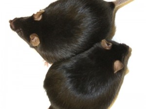  Dick und gesund: Mäuse, bei denen das Enzym HO-1 ausgeschaltet wird, nehmen zwar zu wie ihre Artgenossen mit dem Enzym. Sie bleiben aber gesund und leben genau so lange wie normalgewichtige Tiere. © MPI f. Immunbiologie und Epigenetik/ K. Gossens 