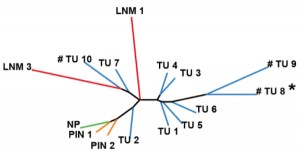 Die „Bäumchen-Darstellung“, erstellt anhand der Methylierungsunterschiede verschiedener Proben eines Tumors, illustriert die Zusammensetzung aus vielen Tochter-Klonen: grün: Normalgewebe; orange: prämaligne Proben; blau: Primärtumor; rot: Lymphknotenmetastase | © C. Plass/DKFZ
