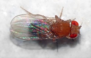 Drosophila melanogaster. © André Karwath. CC BY-SA 2.5.