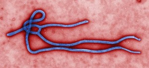 Ebolavirus. © public domain.