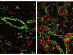  Der normale Thymus einer Maus (links) enthält nur wenige B-Zellen (rot). Wenn das Gen FOXN4 aktiviert wird, entwickelt sich ein fisch-ähnlicher Thymus mit vielen B-Zellen. Dieser Zustand hat vermutlich vor 500 Millionen Jahren existiert, als die ersten Wirbeltiere auftraten. © Max-Planck-Institut für Immunbiologie und Epigenetik 