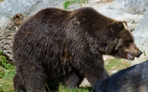 Grizzly auf Futtersuche.  © Tony Hisgett . CC BY 2.0.  