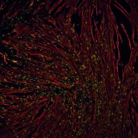 Muskelstammzellen (grün) vermehren sich in Muskelzellen (rot) um das 20-50fache, wenn sie bei 4 Grad Celsius in Kultur gehalten werden. Das Photo zeigt sie nach drei Wochen in der Zellkultur.  © Andreas Marg. ECRC