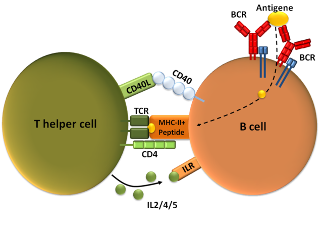 Eine B-Zelle wird durch eine T-Helferzelle aktiviert nachdem sie ihr das internalisierte Antigen als Peptid zusammen mit dem MHC-II-Komplex präsentiert hat. Weitere Bindungen erfolgen über den CD40-Rezeptor und seinen Ligand (CD40L), und über Interleukine (IL 2/4/5), die die T-Zelle ausschüttet. © public domain.