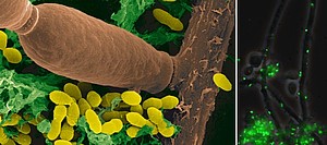Links: Nahaufnahme eines Biofilms bestehend aus zwei humanen Krankheitserregern, dem Pilz Candida albicans und dem Karies fördernden Bakterium Streptococcus mutans. Die Produktion von extrazellulären polymeren Substanzen (EPS) des Bakteriums, die Karies auslösen können, wird durch den Pilz gestoppt. Rechts: S. mutans Zellen fluoreszieren grün. Sie tragen ein Gen für das grün fluoreszierende Protein und sind mit dem Promotor des Quorum-Sensing gesteuerten alternativen sigma-factor SigX verbunden. Das Quorum-Sensing System wurde durch den Pilz induziert.  © HZI/Rohde&Sztajer