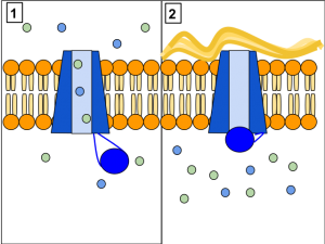Das  CFTR (Cystic Fibrosis Transmembrane Conductance Regulator)-Protein reguliert den Wasser- und Salztransport in der Plasmamembran und Epithelzellen. CFTR-Mutationen, wie sie bei Zystischer Fibrose auftreten, behindern den Chloridionen-Transport aus der Zelle oder blockieren ihn sogar völlig. Dadurch entsteht ein Konzentrationsunterschied, bei dem viele Ionen in der Zelle vorliegen, aber nur wenige im Sekret vorhanden sind. Wegen deswegen in der Zelle auftretenden osmotischen Kräfte wird dem Sekret Wasser entzogen. Das Sekret wird zähflüssig, kann dadurch auch nur schlecht abgebaut werden und verstopft feine Kanäle wie sie etwa in der Lunge vorkommen. © Lbudd14. <a href=