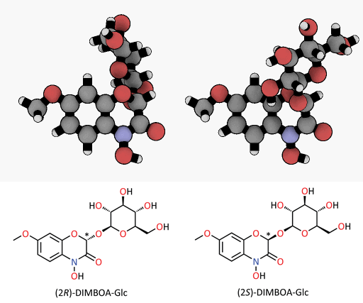 Ein winziger Unterschied mit großer Wirkung: Die Epimere des DIMBOA-Glycosids, räumlich dargestellt. Als Insektengift wirkt nur das (2R)-DIMBOA-Glycosid (links). Das Sternchen markiert das chirale Zentrum, an dem sich die dreidimensionale Ausrichtung ändert. © MPI für chemische Ökologie/ Felipe Wouters 