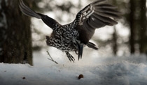 Dank seines exzellenten Gedächtnisses findet der Vogel die Samen im Winter sogar unter Schnee wieder. © Eike Lena Neuschulz