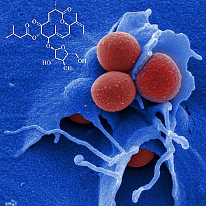Staphylococcus aureus (rot) ist einer der Keime, gegen den die jetzt beschriebenen Naturstoffe Disciformycin A und B (links oben die Struktur von Disciformycin B) wirksam sind. © HZI/Rohde