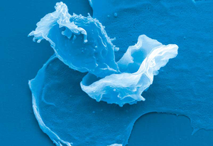 Der Fettstoffwechsel von Immunzellen ist entscheidend für ihre Laufbahn. Im Bild: Eine T-Zelle interagiert mit einer Dendritischen Zelle. © HZI/Rohde