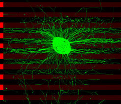 Nervenzellen mit dem Unc5-Rezeptor senden ihre Axone in einer Zellkultur in alle Richtungen aus. Die Fortsätze vermeiden dabei weitgehend parallel zueinander angeordnete Bahnen, die das Leitprotein FLRT3 enthalten (rot). © Seiradake et al, Neuron 2014 
