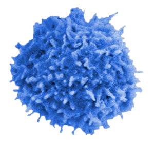 Regulatorische T-Zellen sind wichtige Kontrolleure des Immunsystems. Mit einem mathematischen Modell haben HZI-Wissenschaftler nun ihre quantitative Verteilung in verschiedenen Organen beschrieben. © HZI / Rohde