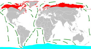 Verbreitung und Zugwege der Küstenseeschwalbe: rot=Sommer, blau=Winter, grün=Zugwege. © Andreas Trepte. CC BY-SA 2.5