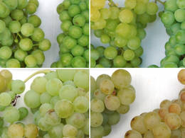 Mit zunehmender Reife reichern sich immer mehr Aromastoffe in der Haut der Weintrauben an. © Frotscher / hs-gm