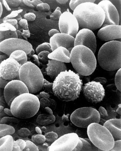 Blutzellen. © public domain.