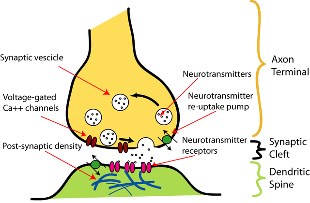 Chemische Synapse: Nrets. CC BY-SA 3.0.