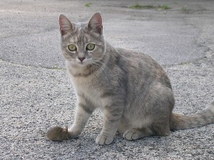 Hauskatze und Maus. © Gennaro Visciano from Torre del Greco (NA), Italy. CC BY 2.0