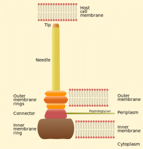 Schematische Darstellung des Typ-III-Sekretionssystems des Nadelkomplexes von Salmonella typhimurium.  © Pixie. CC BY-SA 3.0.