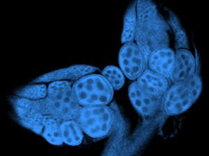 Gefärbter Eierstock einer Drosophila-sechellia-Fruchtfliege, die außerhalb ihrer Wirtspflanze gezüchtet wurde. Ohne L-DOPA in der Nahrung ist die Eireifung gestört und kommt zum Stillstand. © MPI f. chemische Ökologie/ S. Lavista Llanos