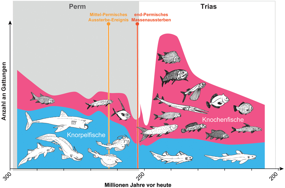 Zur Permzeit waren die Knorpelfische besonders artenreich. In der darauffolgenden Triaszeit diversifizierten sich vor allem die Knochenfische stark. © UZH