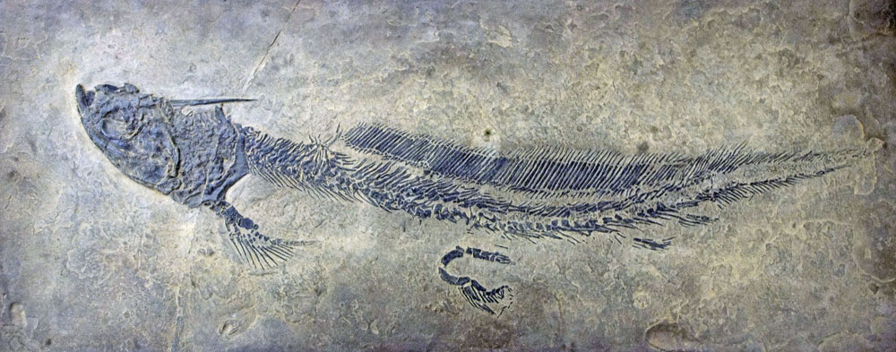 Triodus, ein Vertreter der Xenacanthiformes, einer ausgestorbenen Gruppe der Knorpelfische. Diese Fische waren im Süsswasser weit verbreitet und weisen einen markanten, harpunenartigen Kopfstachel auf. Das Fossil stammt aus permischen Gesteinsschichten des Saar-Nahe-Beckens in Südwestdeutschland. © Urweltmuseum GEOSKOP