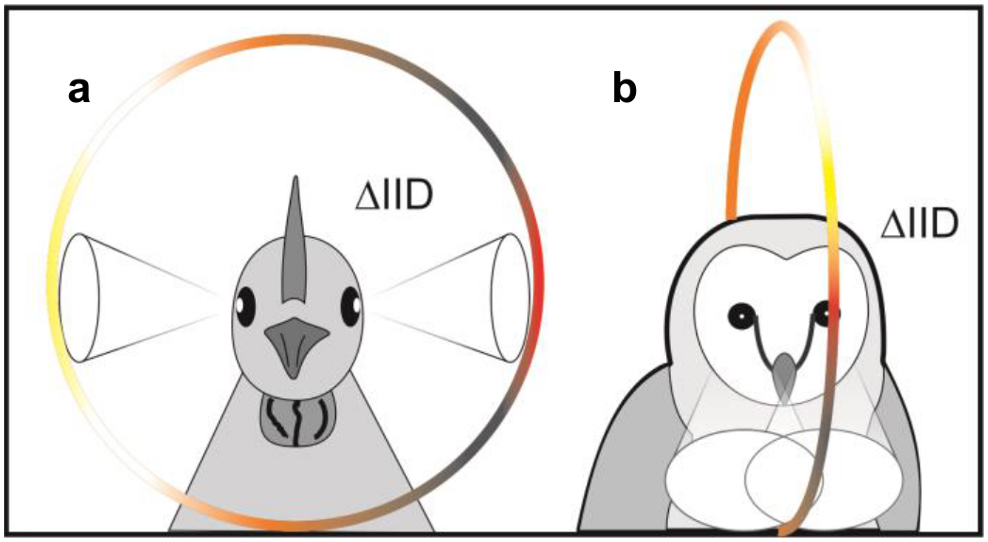 Lateral + frontal  Erläuterungen: Vögel mit seitlich am Kopf stehenden Augen, wie Amseln, Enten oder Krähen, können die Höhenposition seitlicher Schallquellen abhängig von der Lautstärke gut unterscheiden. Vögel, deren Augen nach vorne gerichtet sind, sind auf frontale Geräusche spezialisiert. © Schnyder HA, Vanderelst D, Bartenstein S, Firzlaff U, Luksch H (2014) The Avian Head Induces Cues for Sound Localization in Elevation. PLoS ONE 9(11): e112178. doi:10.1371/journal.pone.0112178 