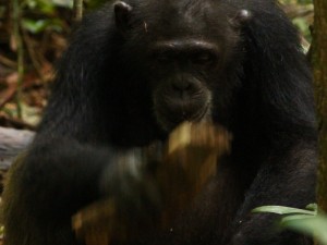  Schimpansin beim Nüsseknacken. © MPI f. evolutionäre Anthropologie/ Giulia Sirianni 