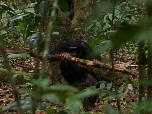  Bei der Auswahl des Hammers berücksichtigen Schimpansen auch, wo sie die Nüsse knacken. © MPI f. evolutionäre Anthropologie/ Giulia Sirianni 