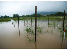 Das Juni-Hochwasser 2013 zeigte den Wissenschaftlerinnen und Wissenschaftlern des Jena Experiments, dass artenreiches Grasland von Überschwemmungen profitieren kann. © Victor Malakhov / iDiv