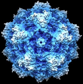 Computersimulation eines Parvovirus. © dkfz.de