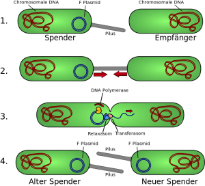 Schematische Zeichnung bakteriellen Gentransfers: 1. Spenderzelle produziert F-Pilus.  2. Pilus verbindet Zellen. 3. Einzelstrang des Plasmids wird übertragen 4. Beide Zellen produzieren eine Sexpilus und sind jetzt mögliche Spender. © Matthias M.. CC BY-SA 3.0 