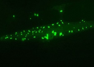 Muskelzelle eines langlebigen Fadenwurms: Chaperon-reiche Proteinaggregate (grün) reichern sich an und schützen die Zelle im Alter. © Max-Planck-Institut für Biochemie / Prasad Kasturi
