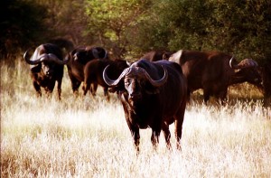 Afrikansicher Büffel. © Stefan Ehrbar. CC BY-SA 3.0.