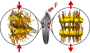 Biostruktur des Dentin: Tubuli und Netz von Kollagenfasern, in denen mineralische Nanopartikel eingebettet sind – angespannt links, entspannt rechts, Grafik: Jean-Baptiste Forien, © Charité – Universitätsmedizin Berlin