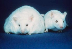 Kit-Defekt schützt Mäuse vor Fettleibigkeit. © Wikimedia Commons. public domain. 