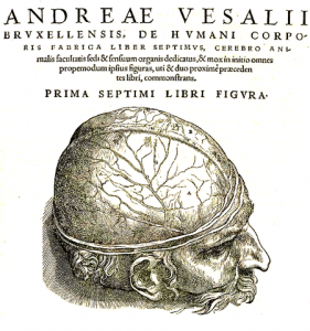Die gefäßdurchzogene Hirnhaut in einer Abbildung von Andreas Vesalius (1543)