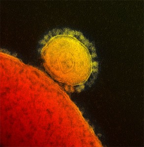 MERS-Virus © public domain.