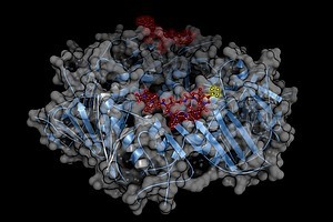 Die M. tuberculosis „sliding clamp“ (DnaN) im Komplex mit (Cyclohexyl-)Griselimycin. © HZI / Peer Lukat
