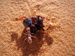 Silberameisen überwältigen einen Käfer. © Bjørn Christian Tørrissen. CC BY-SA 3.0