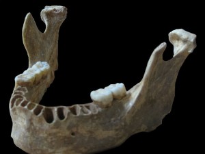 Das einem 40.000 Jahre alten Unterkiefer entnommene Erbgut zeigt, dass dieser moderne Mensch vor nur vier bis sechs Generationen einen Neandertaler-Vorfahren gehabt hatte. © MPI f. evolutionäre Anthropologie/ Pääbo