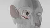 Querschnitt des Auges mit Implantat. © Fraunhofer EMFT