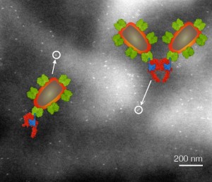 Die Auflösung der Liquid STEM Mikroskopie ermöglicht es, Einzelmoleküle und Dimere der HER2-Rezeptoren zu unterscheiden. © Leibniz Institut für neue Materialien