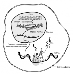Rolle der mRNA in einer eukaryotischen Zelle. Im Zellkern wird die Erbinformation DNA in RNA transkribiert. Nachdem die Intronbereiche herausgeschnitten wurden wird die prozessierte mRNA wird in das Cytoplasma transportiert und an den Ribosomen für die Proteinsynthese translatiert.